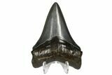 Serrated, Fossil Megalodon Tooth - Beautiful Preservation #173898-2